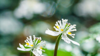 佐川町のバイカオウレン撮影